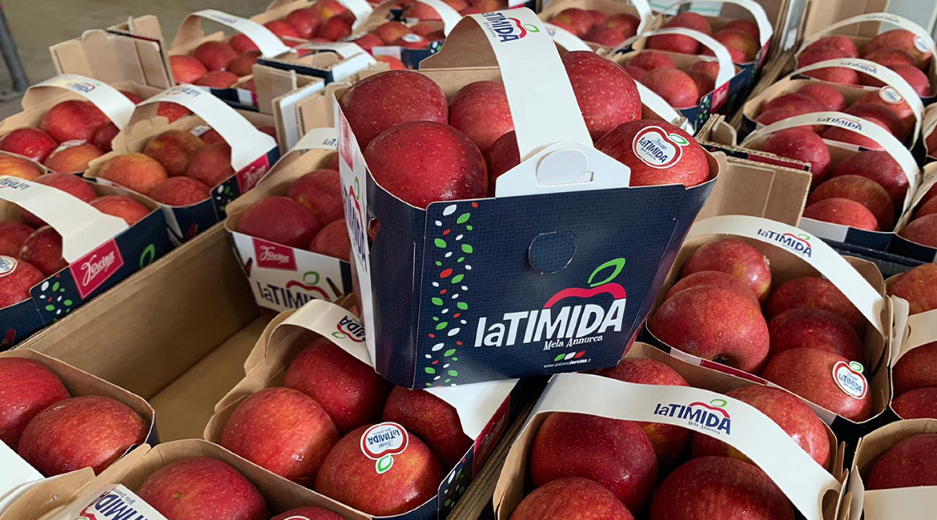 La Timida: un nuovo brand